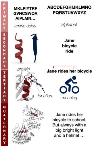 Proteins and language - similarities and analogies