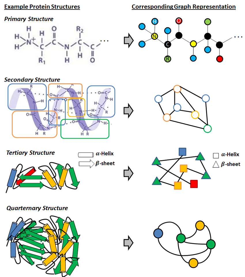 Graphical Representation of Proteins